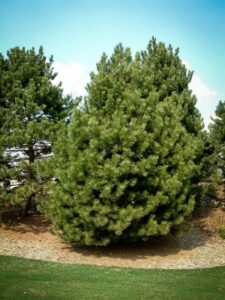 Сосна Чёрная (Pinus Nigra) купить по цене от 270.00р. в интернет-магазине «Посадика» с доставкой почтой в в Курильске и по всей России – [изображение №1].