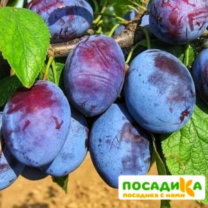 Слива Чачакская ранняя купить по цене от 229.00р. в интернет-магазине «Посадика» с доставкой почтой в в Курильске и по всей России – [изображение №1].