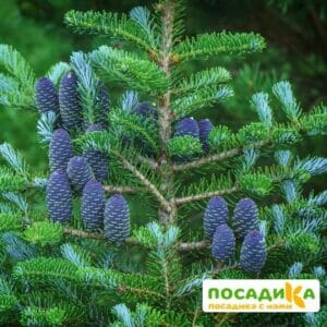 Пихта корейская (Abies koreana) купить по цене от 450.00р. в интернет-магазине «Посадика» с доставкой почтой в в Курильске и по всей России – [изображение №1].