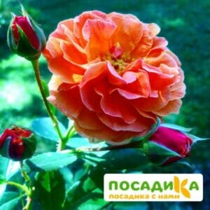 Роза Арабия купить по цене от 350.00р. в интернет-магазине «Посадика» с доставкой почтой в в Курильске и по всей России – [изображение №1].