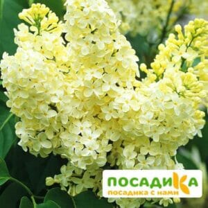 Сирень Примроуз (Primrose) купить по цене от 529.00р. в интернет-магазине «Посадика» с доставкой почтой в в Курильске и по всей России – [изображение №1].