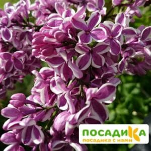 Сирень Сенсация купить по цене от 529.00р. в интернет-магазине «Посадика» с доставкой почтой в в Курильске и по всей России – [изображение №1].