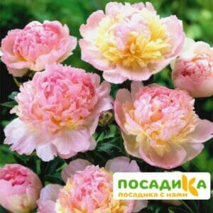 Пион Распберри Сандей (Paeonia Raspberry Sundae) купить по цене от 959р. в интернет-магазине «Посадика» с доставкой почтой в в Курильске и по всей России – [изображение №1].