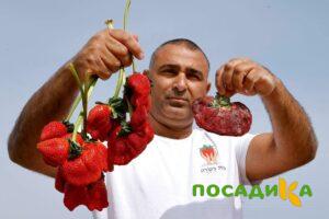 Клубника Гигант Джорнея купить по цене от 266р. в интернет-магазине «Посадика» с доставкой почтой в в Курильске и по всей России – [изображение №1].