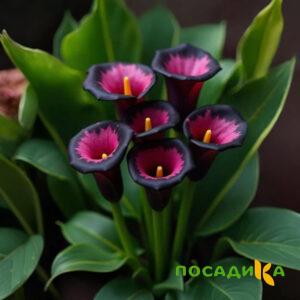Калла Аура Лейс купить по цене от 400р. в интернет-магазине «Посадика» с доставкой почтой в в Курильске и по всей России – [изображение №1].