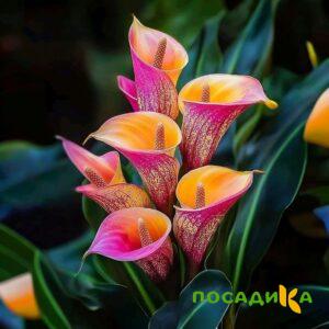 Калла Оникс купить по цене от 450р. в интернет-магазине «Посадика» с доставкой почтой в в Курильске и по всей России – [изображение №1].