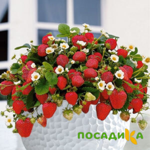Клубника Рубиновый Шепот (горшечная) купить по цене от 240р. в интернет-магазине «Посадика» с доставкой почтой в в Курильске и по всей России – [изображение №1].