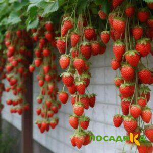 Клубника вьющаяся Комплимент купить по цене от 470р. в интернет-магазине «Посадика» с доставкой почтой в в Курильске и по всей России – [изображение №1].