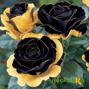 Роза Ханни Сикл купить по цене от 700р. в интернет-магазине «Посадика» с доставкой почтой в в Курильске и по всей России – [изображение №1].