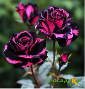 Роза Багровый Шепот купить по цене от 366р. в интернет-магазине «Посадика» с доставкой почтой в в Курильске и по всей России – [изображение №1].