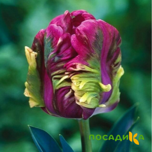 Тюльпан Экзотик Хэвен купить по цене от 186р. в интернет-магазине «Посадика» с доставкой почтой в в Курильске и по всей России – [изображение №1].