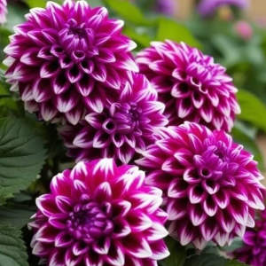 Георгин Кристал Корт купить по цене от 602р. в интернет-магазине «Посадика» с доставкой почтой в в Курильске и по всей России – [изображение №1].