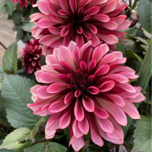 Георгин Перли Сансет купить по цене от 309р. в интернет-магазине «Посадика» с доставкой почтой в в Курильске и по всей России – [изображение №1].