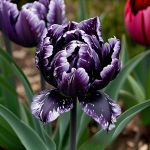 Тюльпан Индиго купить по цене от 600р. в интернет-магазине «Посадика» с доставкой почтой в в Курильске и по всей России – [изображение №1].