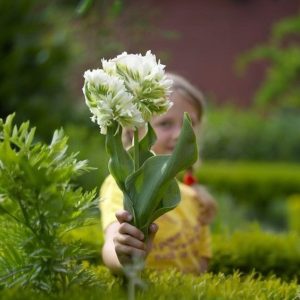 Тюльпан Супер Пэррот купить по цене от 360р. в интернет-магазине «Посадика» с доставкой почтой в в Курильске и по всей России – [изображение №1].