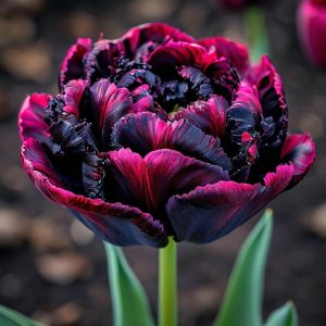 Тюльпан Фламинго купить по цене от 500р. в интернет-магазине «Посадика» с доставкой почтой в в Курильске и по всей России – [изображение №1].