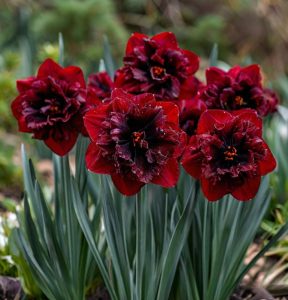 Нарцисс Сапфировый Бриз купить по цене от 3000р. в интернет-магазине «Посадика» с доставкой почтой в в Курильске и по всей России – [изображение №1].