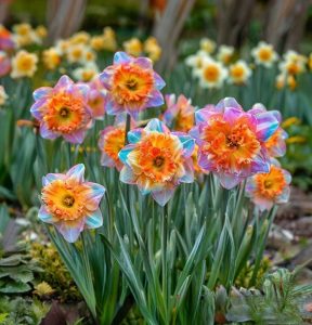 Нарцисс Айвери Дон купить по цене от 3000р. в интернет-магазине «Посадика» с доставкой почтой в в Курильске и по всей России – [изображение №1].