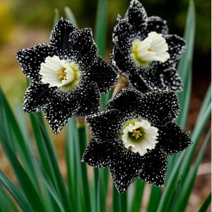 Нарцисс Кассата купить по цене от 372р. в интернет-магазине «Посадика» с доставкой почтой в в Курильске и по всей России – [изображение №1].