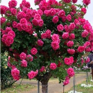 Роза Версаля купить по цене от 232р. в интернет-магазине «Посадика» с доставкой почтой в в Курильске и по всей России – [изображение №1].