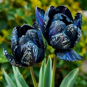 Тюльпан Блю Фог купить по цене от 500р. в интернет-магазине «Посадика» с доставкой почтой в в Курильске и по всей России – [изображение №1].