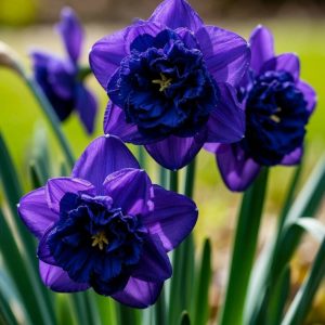 Нарцисс Арт Нуво купить по цене от 378р. в интернет-магазине «Посадика» с доставкой почтой в в Курильске и по всей России – [изображение №1].