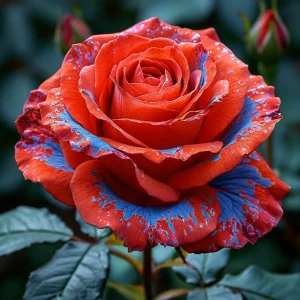 Роза Сикрет Гарден купить по цене от 619р. в интернет-магазине «Посадика» с доставкой почтой в в Курильске и по всей России – [изображение №1].