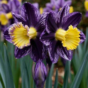 Нарцисс Акропоис купить по цене от 382р. в интернет-магазине «Посадика» с доставкой почтой в в Курильске и по всей России – [изображение №1].