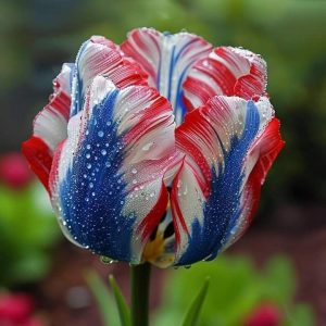 Тюльпан Ремс Сенсейшн купить по цене от 219р. в интернет-магазине «Посадика» с доставкой почтой в в Курильске и по всей России – [изображение №1].