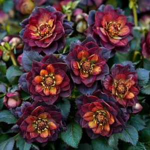 Морозник Сноу Дроп купить по цене от 348р. в интернет-магазине «Посадика» с доставкой почтой в в Курильске и по всей России – [изображение №1].