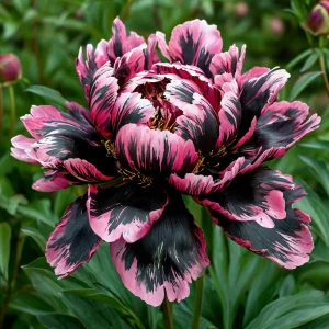 Пион Дроп Руби купить по цене от 469р. в интернет-магазине «Посадика» с доставкой почтой в в Курильске и по всей России – [изображение №1].