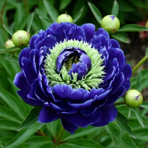 Пион Дримвивер купить по цене от 417р. в интернет-магазине «Посадика» с доставкой почтой в в Курильске и по всей России – [изображение №1].