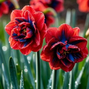 Нарцисс Эрличе купить по цене от 386р. в интернет-магазине «Посадика» с доставкой почтой в в Курильске и по всей России – [изображение №1].