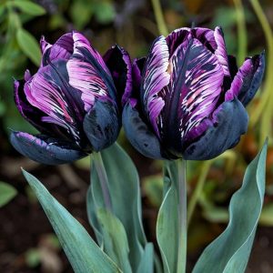Тюльпан Блэк Каньон купить по цене от 305р. в интернет-магазине «Посадика» с доставкой почтой в в Курильске и по всей России – [изображение №1].