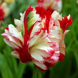 Тюльпан Эстелла Рижнвельд купить по цене от 500р. в интернет-магазине «Посадика» с доставкой почтой в в Курильске и по всей России – [изображение №1].