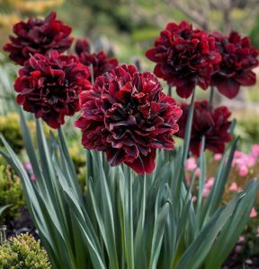 Нарцисс Малиновая Вуаль купить по цене от 3000р. в интернет-магазине «Посадика» с доставкой почтой в в Курильске и по всей России – [изображение №1].