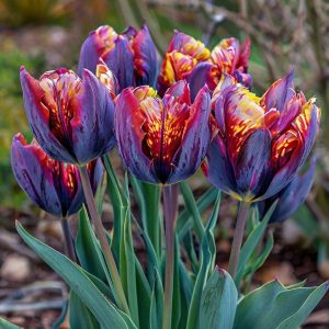 Тюльпан Опал Дрим купить по цене от 207р. в интернет-магазине «Посадика» с доставкой почтой в в Курильске и по всей России – [изображение №1].