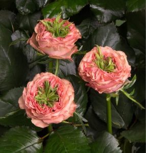 Роза Амбер Инчант купить по цене от 495р. в интернет-магазине «Посадика» с доставкой почтой в в Курильске и по всей России – [изображение №1].