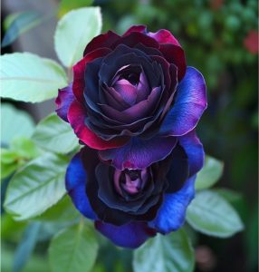 Роза Скарлет Рэвери купить по цене от 489р. в интернет-магазине «Посадика» с доставкой почтой в в Курильске и по всей России – [изображение №1].