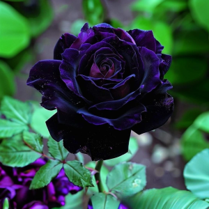Роза Блэк Пантер купить по цене от 319р. в интернет-магазине «Посадика» с доставкой почтой в в Курильске и по всей России – [изображение №1].