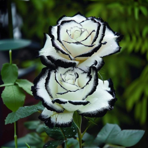 Роза Силк Ивин купить по цене от 319р. в интернет-магазине «Посадика» с доставкой почтой в в Курильске и по всей России – [изображение №1].