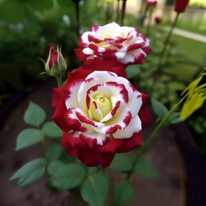 Роза Роял Глом купить по цене от 401р. в интернет-магазине «Посадика» с доставкой почтой в в Курильске и по всей России – [изображение №1].