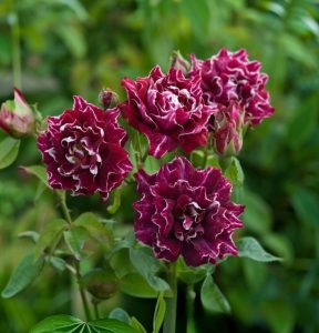 Роза Опаловый Пейзаж купить по цене от 490р. в интернет-магазине «Посадика» с доставкой почтой в в Курильске и по всей России – [изображение №1].