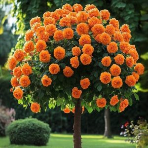 Роза Солнечный Шарм купить по цене от 349р. в интернет-магазине «Посадика» с доставкой почтой в в Курильске и по всей России – [изображение №1].