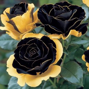 Роза Ханни Сикл купить по цене от 700р. в интернет-магазине «Посадика» с доставкой почтой в в Курильске и по всей России – [изображение №1].