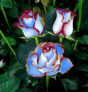 Роза Сафайер Пэтл купить по цене от 450р. в интернет-магазине «Посадика» с доставкой почтой в в Курильске и по всей России – [изображение №1].