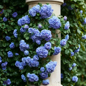 Роза плетистая Блю Перпл купить по цене от 540р. в интернет-магазине «Посадика» с доставкой почтой в в Курильске и по всей России – [изображение №1].